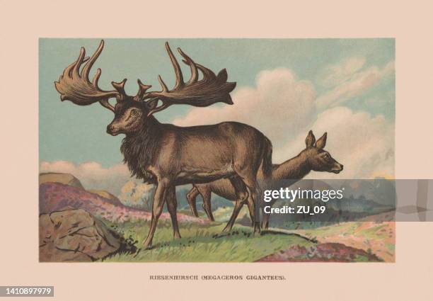 stockillustraties, clipart, cartoons en iconen met irish elk (megaloceros giganteus), extinct, chromolithograph, published in 1900 - elk