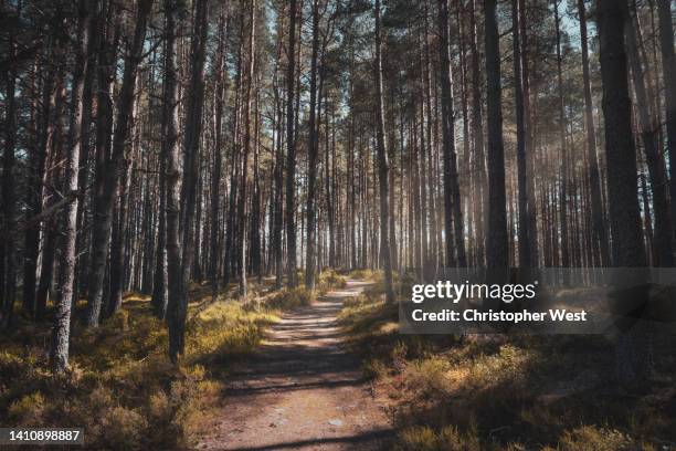 sun through the pine trees - sylva path stock pictures, royalty-free photos & images