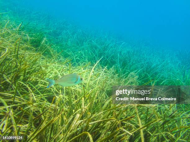 fish swimming in the sea - sea grass stock pictures, royalty-free photos & images