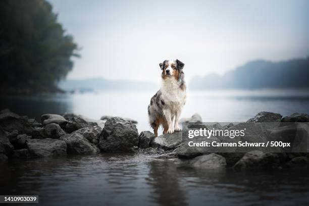 portrait of australian shepherd standing on rock by lake against sky - australian shepherd stock-fotos und bilder