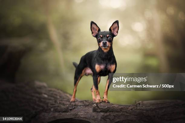 portrait of miniature pinscher and chihuahua mixed breed standing on rock - chihuahua stock-fotos und bilder