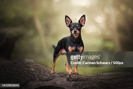 Almindeligt mixer I de fleste tilfælde 469 Mini Pinscher Chihuahua Photos and Premium High Res Pictures - Getty  Images