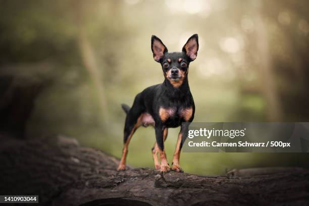 portrait of miniature pinscher and chihuahua mixed breed standing on rock - pincher bildbanksfoton och bilder