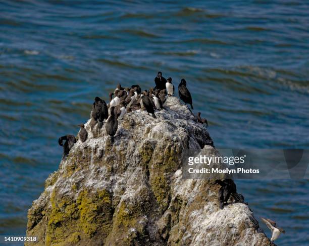 common murres and cormorants - gusano stock-fotos und bilder
