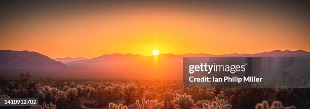 joshua tree national park morning - josuabaum stock-fotos und bilder