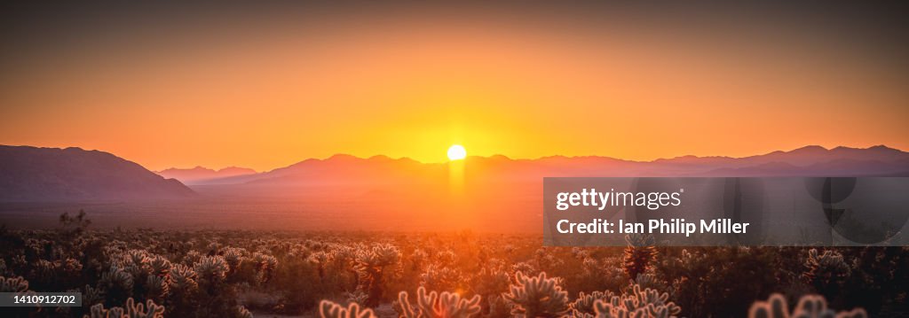 Joshua Tree National Park Morning