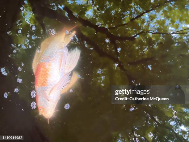 the sad end: family’s dead pet koi fish floating in pond - fish scale pattern fotografías e imágenes de stock