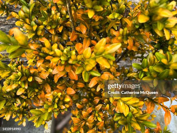 vibrant leaf colors: potted boxwood tree in need of fertilizer treatment - boxwood stock pictures, royalty-free photos & images