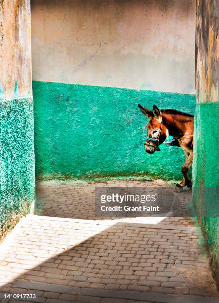 donkey in back lane. - moulay idriss morocco photos et images de collection