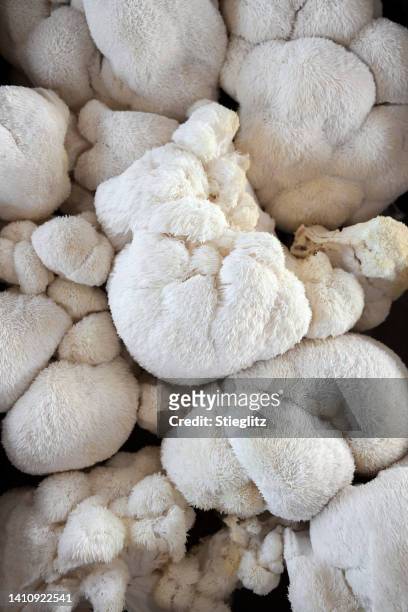 lion's mane mushrooms at a farmer's market - animal mane stockfoto's en -beelden