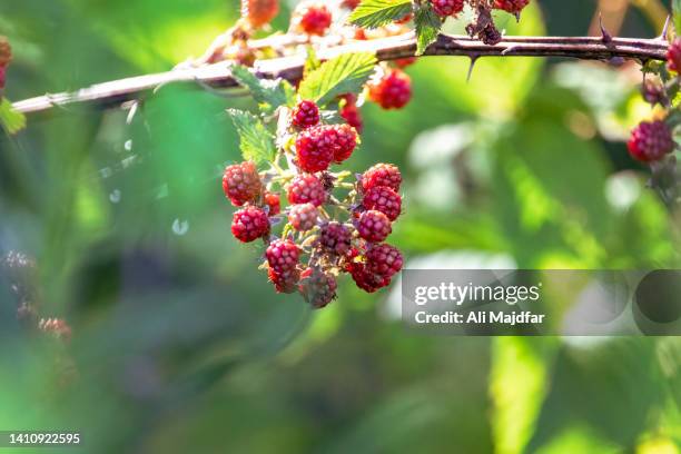 wild raspberry - blackberry stock pictures, royalty-free photos & images