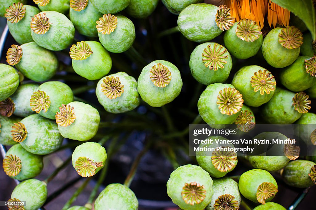 Poppy Bulbs High-Res Stock Photo - Getty Images