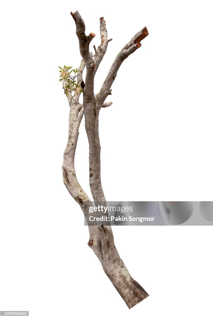Tree is isolated on a white background. clipping path