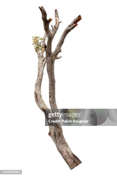 tree is isolated on a white background. clipping path - brindille photos et images de collection