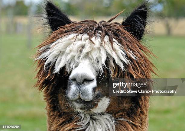 alpaca - alpaca stock pictures, royalty-free photos & images