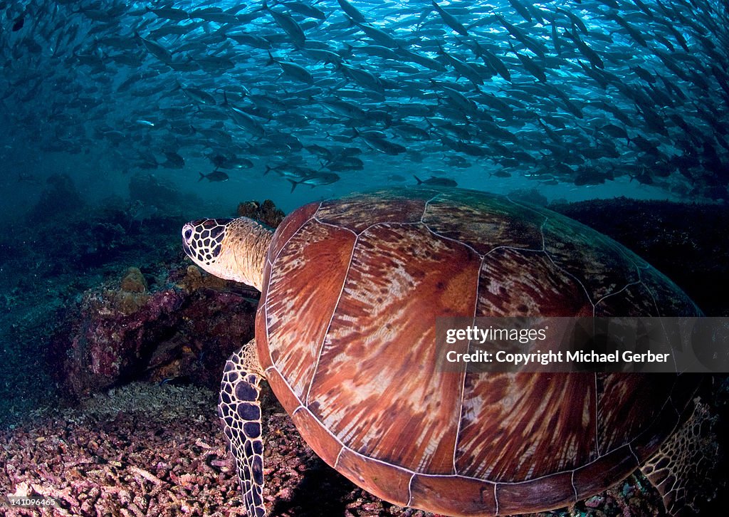Turtle with school of jacks
