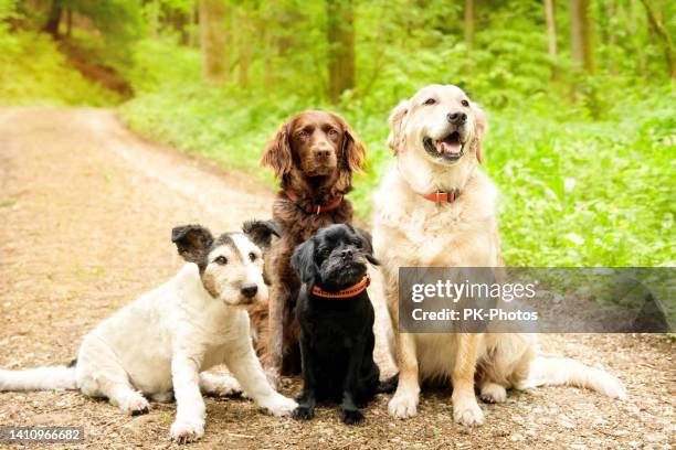 four dogs in the forest - middelgrote groep dieren stockfoto's en -beelden