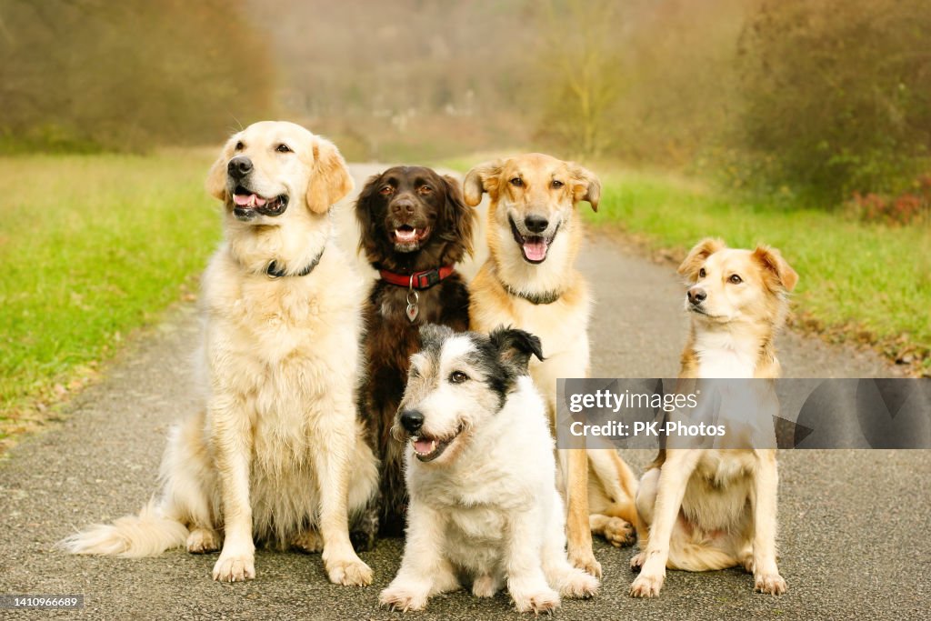 Fünf Hunde in Hundeschule im Freien