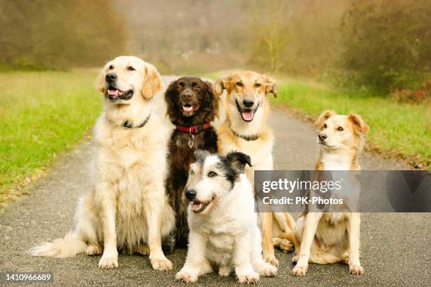 five dogs in dog school outdoor - middelgrote groep dieren stockfoto's en -beelden