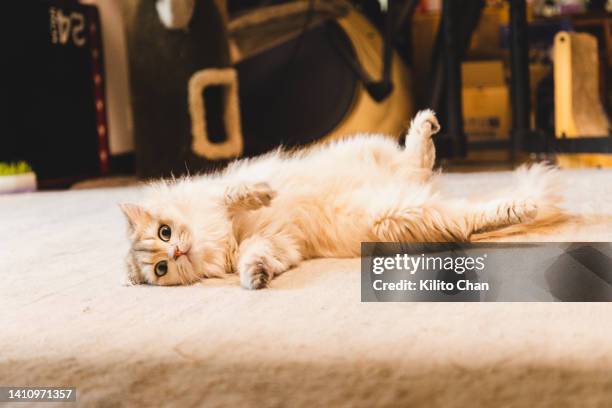 long hair ginger cat rolling on the ground - kitty chan stock pictures, royalty-free photos & images