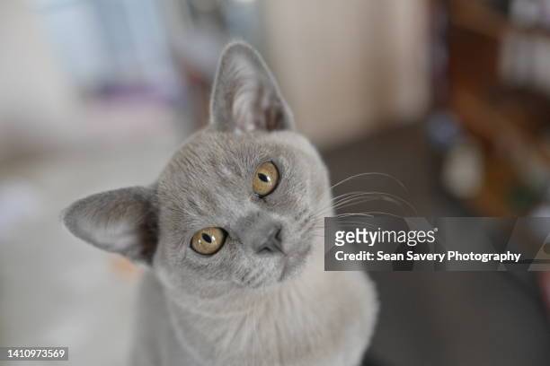 the classic head twist - burmese cat 個照片及圖片檔