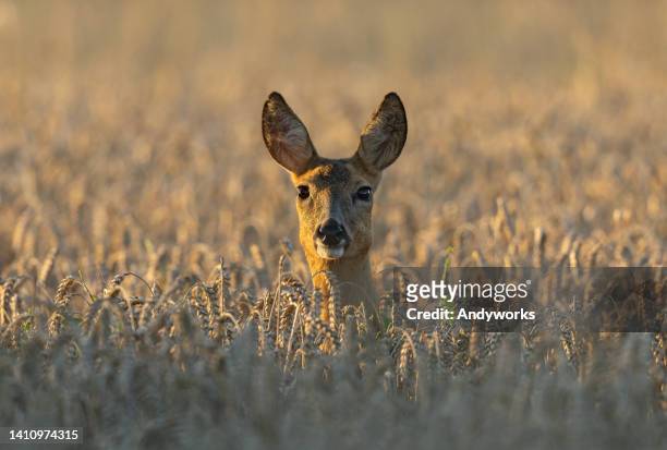 beautiful doe - a female deer stockfoto's en -beelden