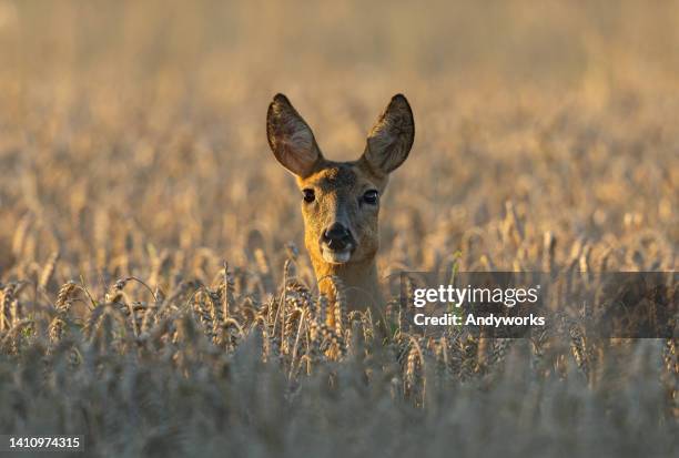 beautiful doe - roe deer female stock pictures, royalty-free photos & images