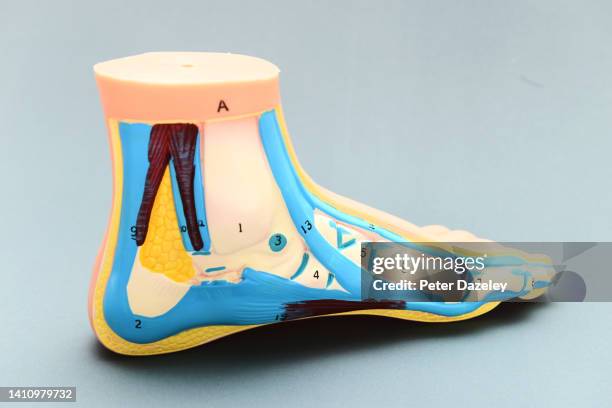 anatomical model of a normal foot - diabetes feet stock pictures, royalty-free photos & images