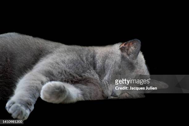 grey cat sleeping - chartreux cat stockfoto's en -beelden