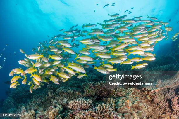 school of bigeye snapper, great barrier reef marine park. - salt water fish stock-fotos und bilder