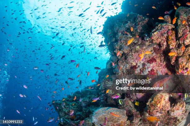 tropical reef seascape, great barrier reef marine park. - cairns australië stockfoto's en -beelden