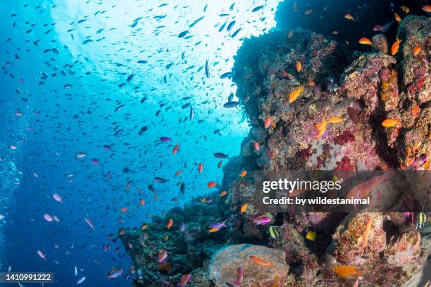 tropical reef seascape, great barrier reef marine park. - great barrier reef stockfoto's en -beelden