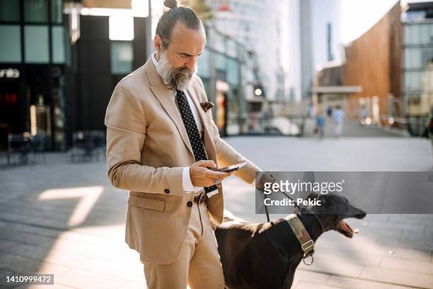 well dressed senior man walking a dog while using a phone in the city - middle age man and walking the dog stockfoto's en -beelden