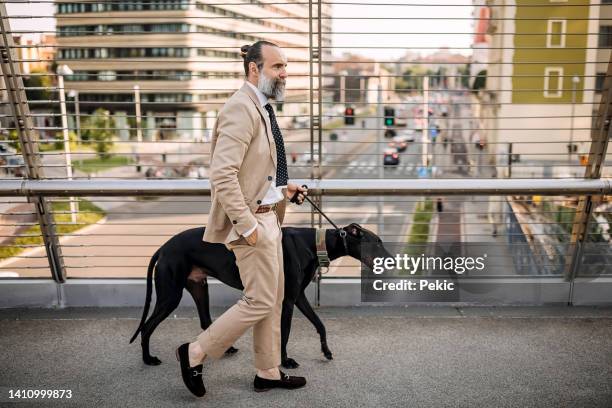 elegant senior businessman walking his dog in the city - well dressed dog stock pictures, royalty-free photos & images