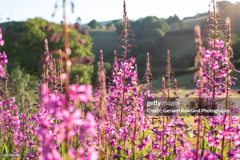 Rosebay Willowherb, Wales