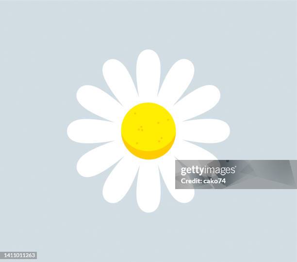 daisy flower vector illustration - chamomile plant stock illustrations