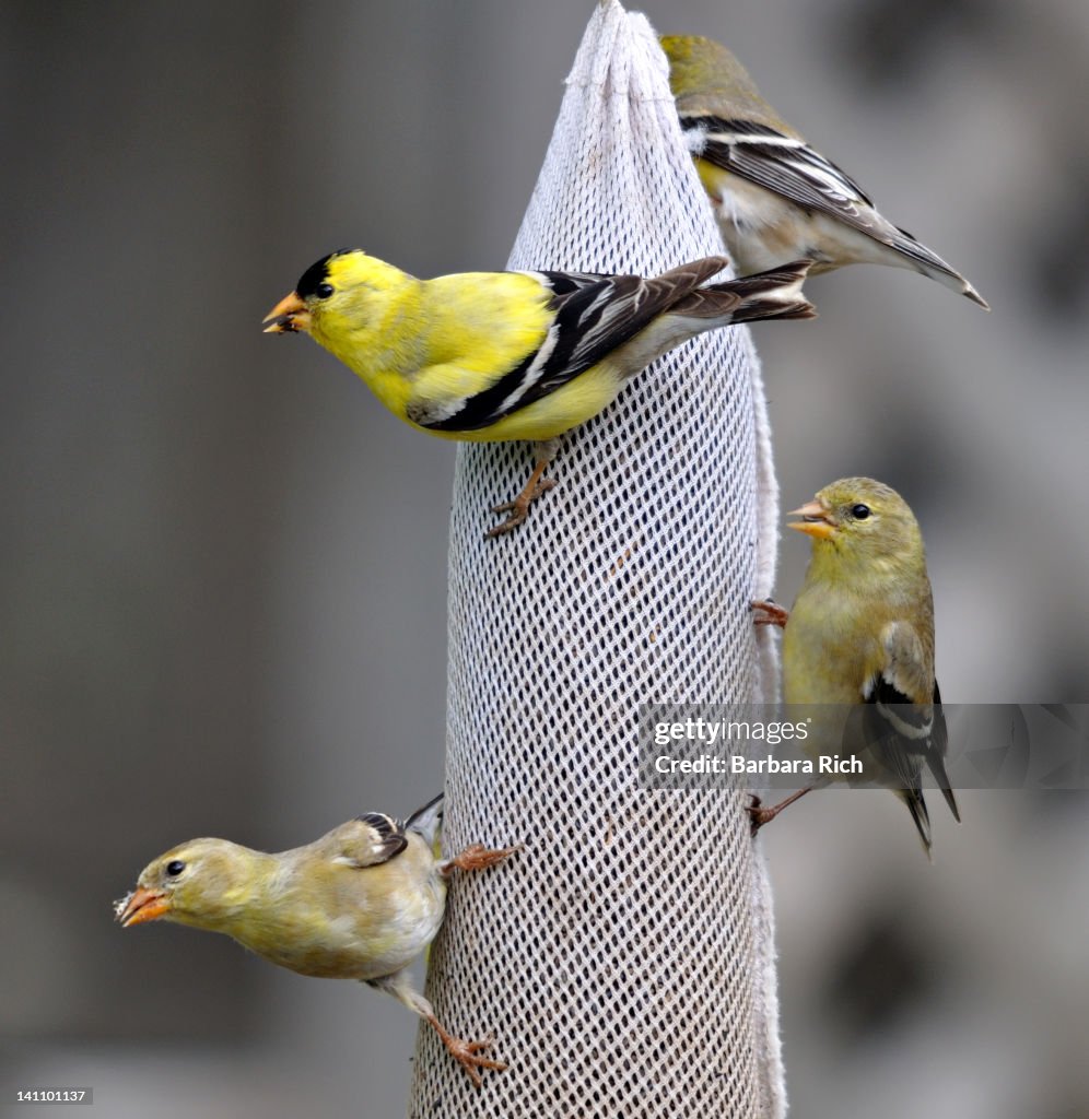 Goldfinchs feeding on niger seed sock