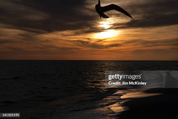 bird flying at sunset - gulf shores - fotografias e filmes do acervo