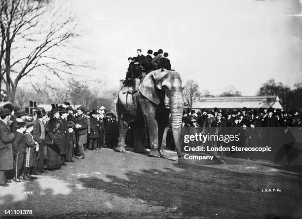 People riding on The African bush elephant, Jumbo at Regent's Park Zoo, London, circa 1880.
