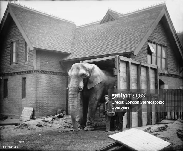 Animal keeper Matthew Scott succeeds in persuading African Bush Elephant, Jumbo to walk through his travelling crate outside the Elephant House at...