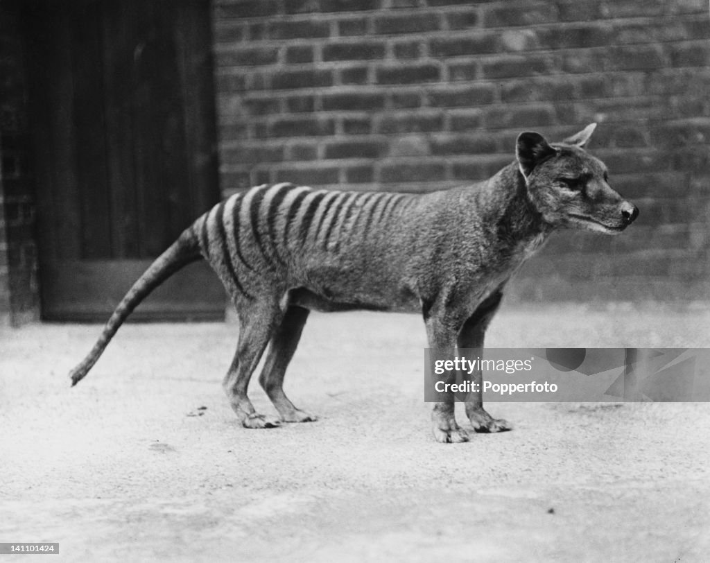 Tasmanian Tiger