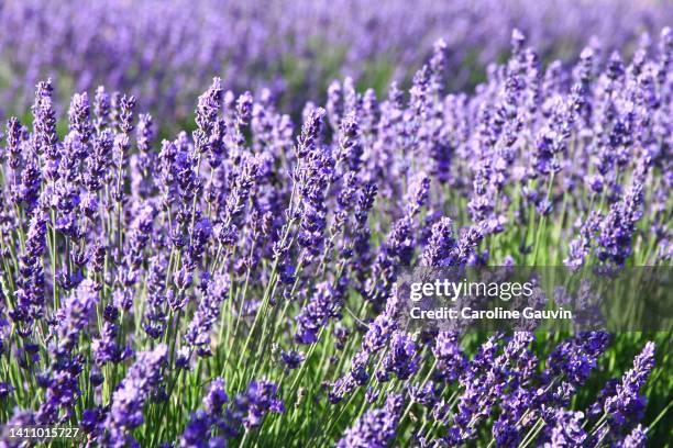 lavenders - lavender plant stock pictures, royalty-free photos & images