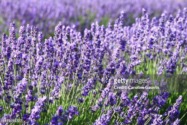 lavenders - lavender - fotografias e filmes do acervo