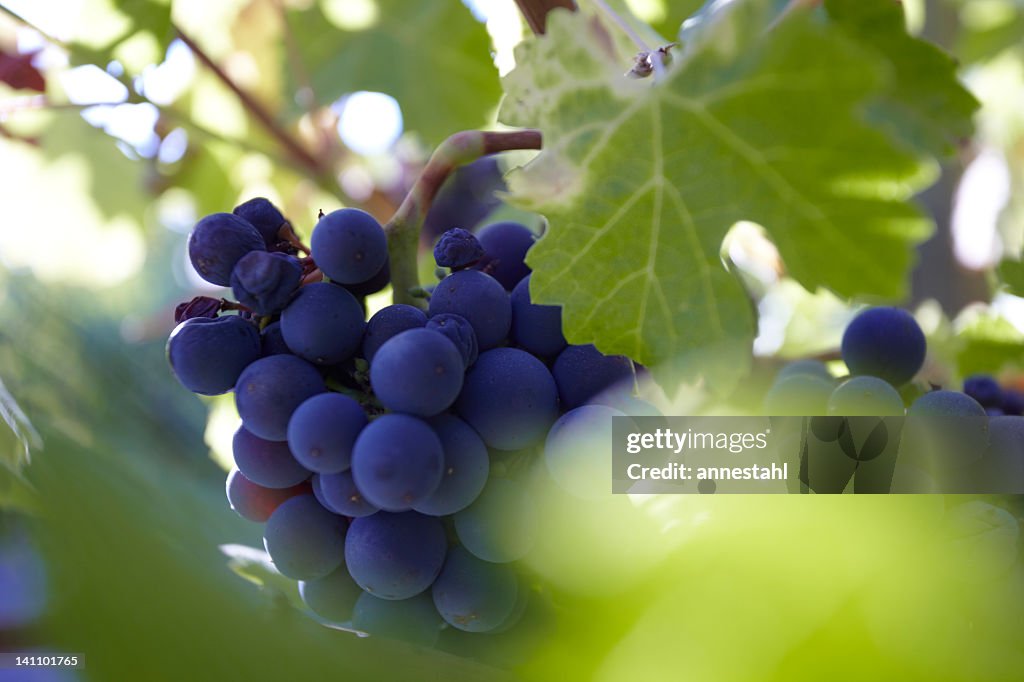 Red Wine Grapes