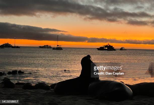 sea lion sunset - san cristobal - fotografias e filmes do acervo