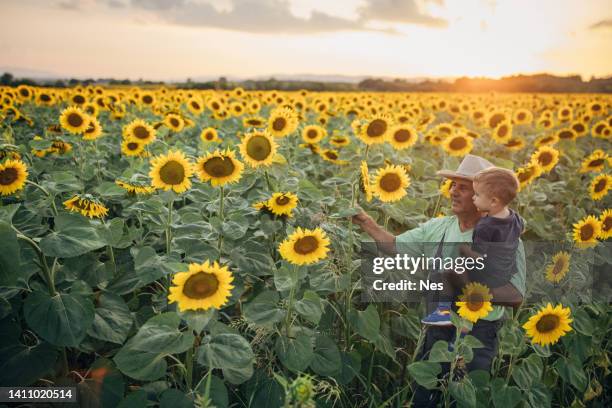 Sunflower Rising Sun 925 Sunflower Sun Rising Stock Photos, High-Res Pictures, and Images ...