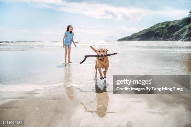 lovely girl playing with her dog which was carrying a stick in its mouth running towards camera in the beach - dog camping stock pictures, royalty-free photos & images