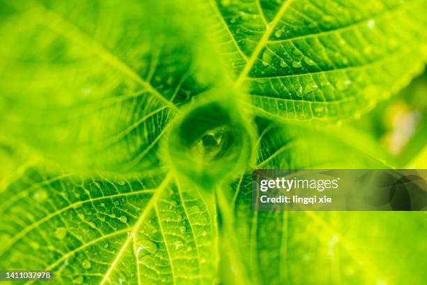 close-up of hydrangea leaves covered with water droplets - ミント ストックフォトと画像