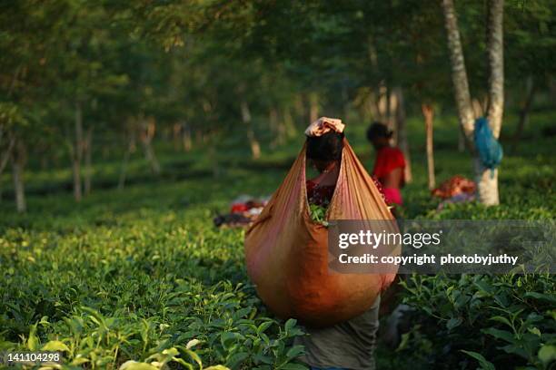 tea plucker at tea garden - bangladesh worker stock pictures, royalty-free photos & images