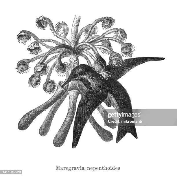 old engraved illustration of hummingbird drinking nectar from marcgravia flower (plant in the marcgraviaceae family) - white tipped sicklebill stock pictures, royalty-free photos & images